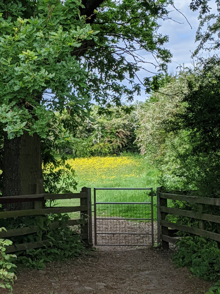A gate in a fence leading to a meadow with yellow flowers