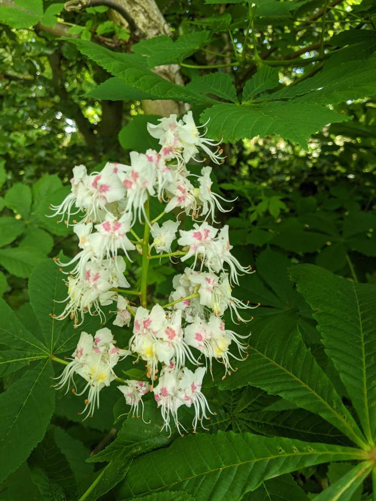 Horse chestnut flowers with delicate white and pink blossoms