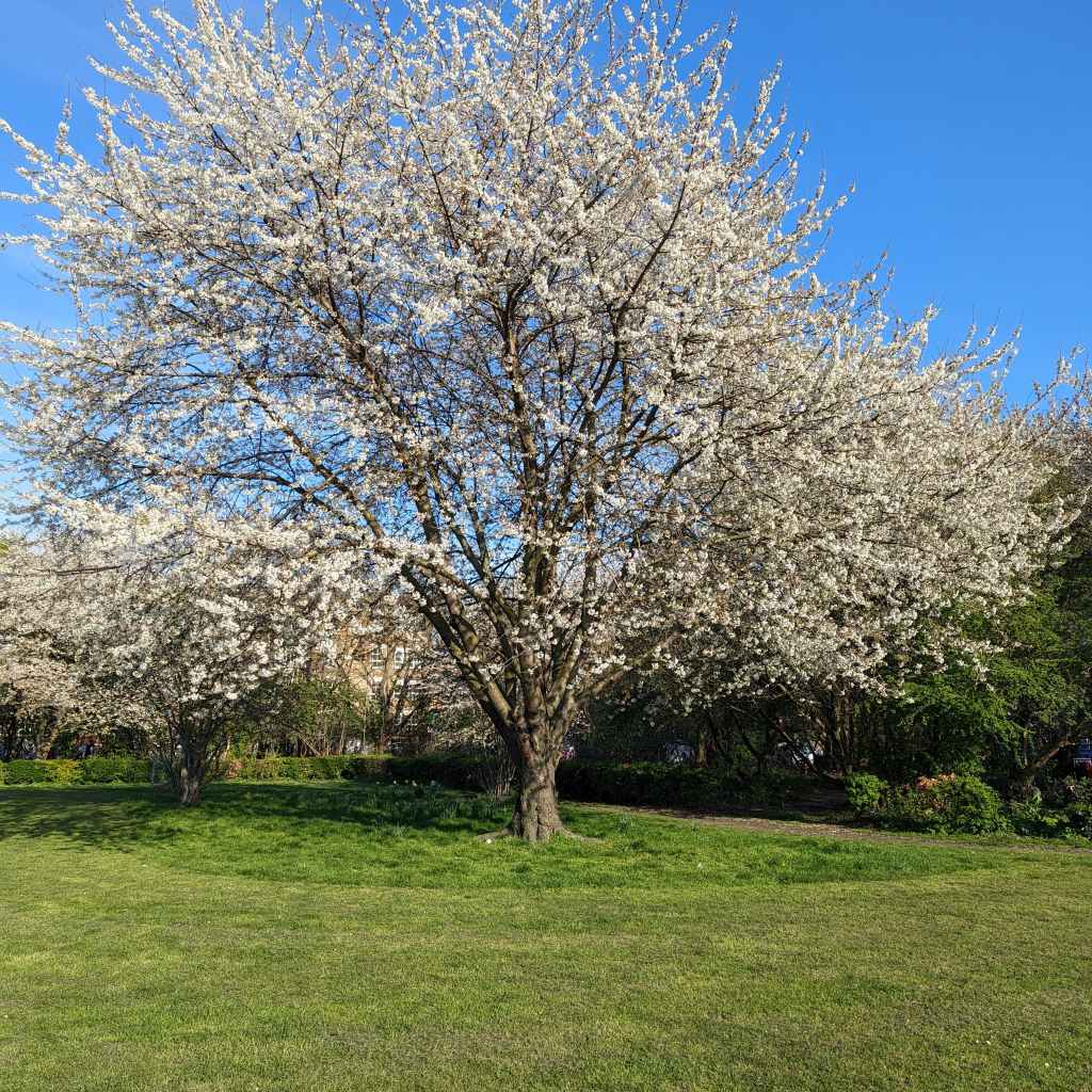 A tree in blossom against a blue sky