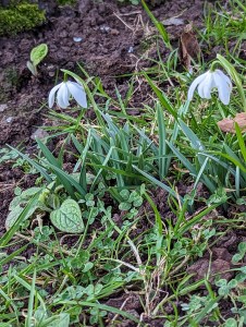 Two snowdrop flowers with white and green petals and green leaves