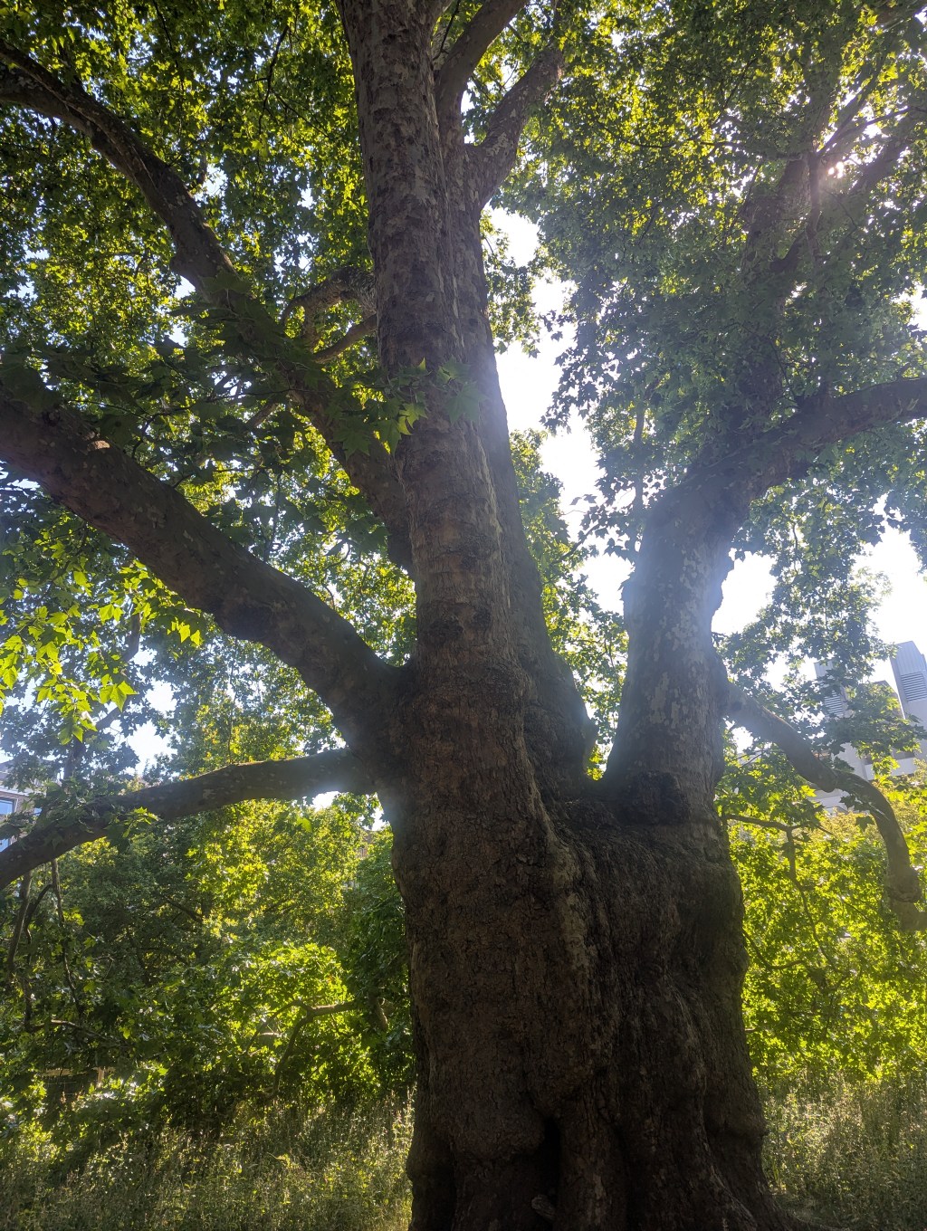 The Brunswick Plane tree in Brunswick Gardens, London. It is a huge tree with spreading branches that provide shelter from the fierce sun on a hot day.